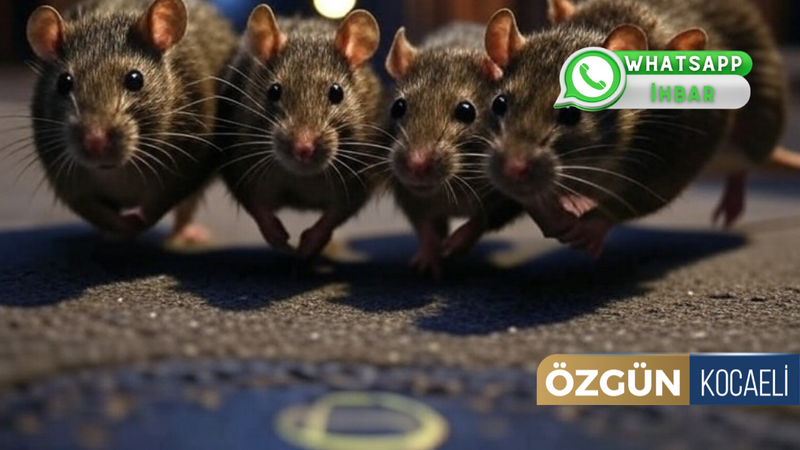 İzmit'te O Mahallede Fare İstilası! 'Tavşan boyunda fareler mahalleyi sardı'