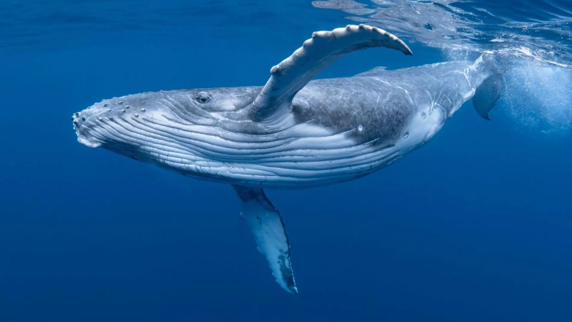 1100735447 1600 900 1920X0 80 09B8D5E1886E55A0001C9D10C01Be3E6.Jpg