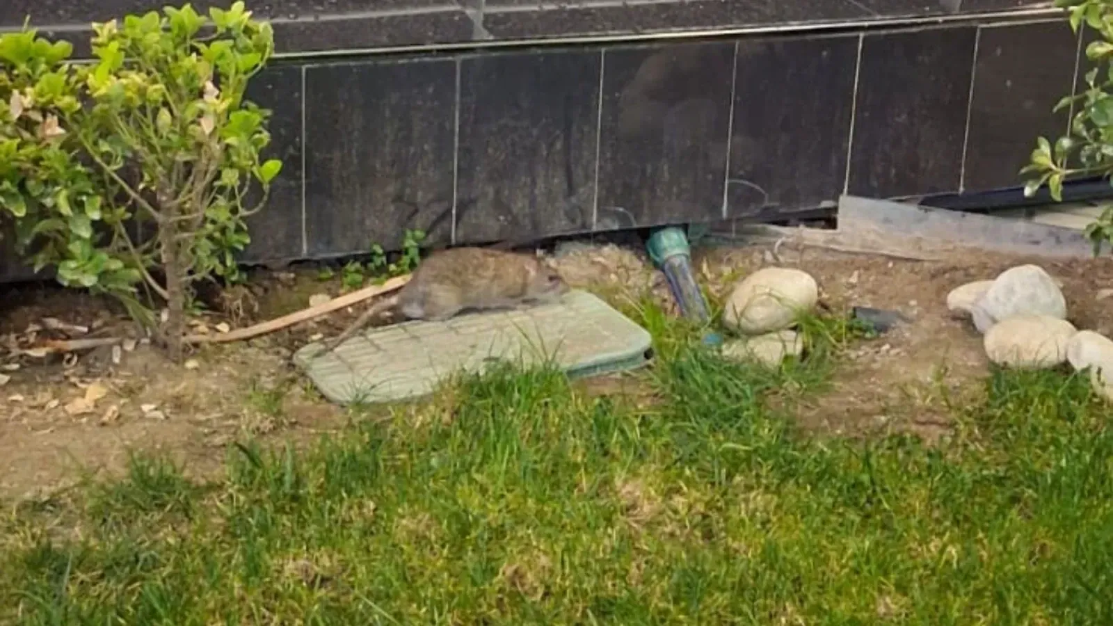 41 Burda Avmde Mide Bulandiran Goruntu 2