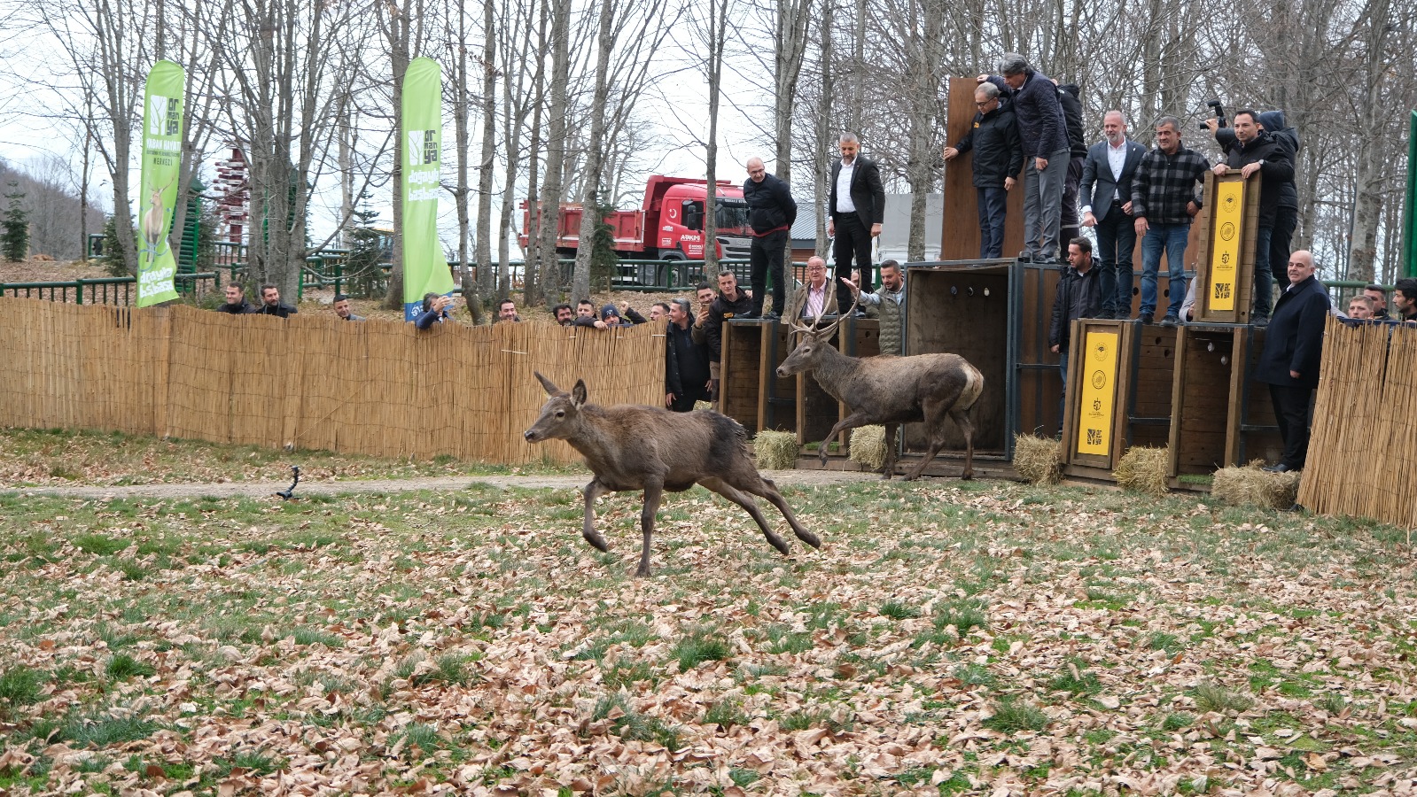 8 Kızıl Geyik Daha Kuzuyayla'da Doğaya Salındı (10)