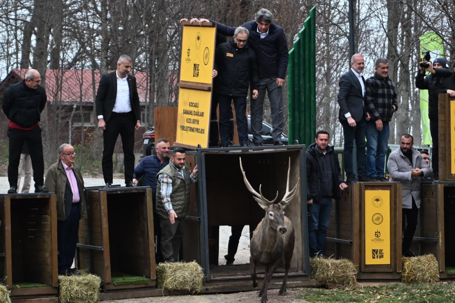 8 Kızıl Geyik Daha Kuzuyayla'da Doğaya Salındı (2)