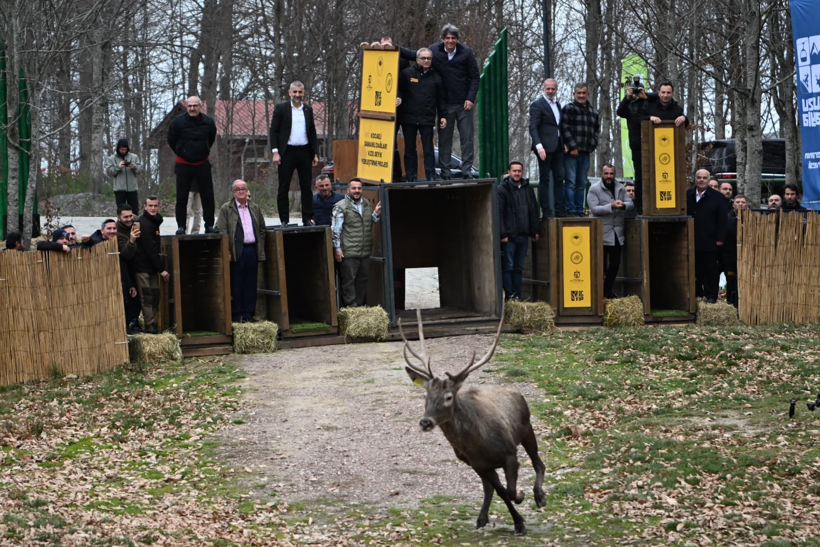 8 Kızıl Geyik Daha Kuzuyayla'da Doğaya Salındı (3)
