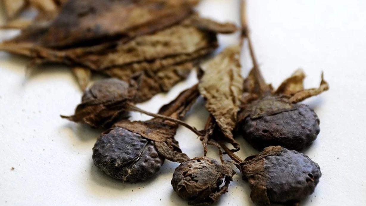 Guzelavrat Otundan Zehirlenen 11 Kisi Hastaneye Kaldirildi 9S77