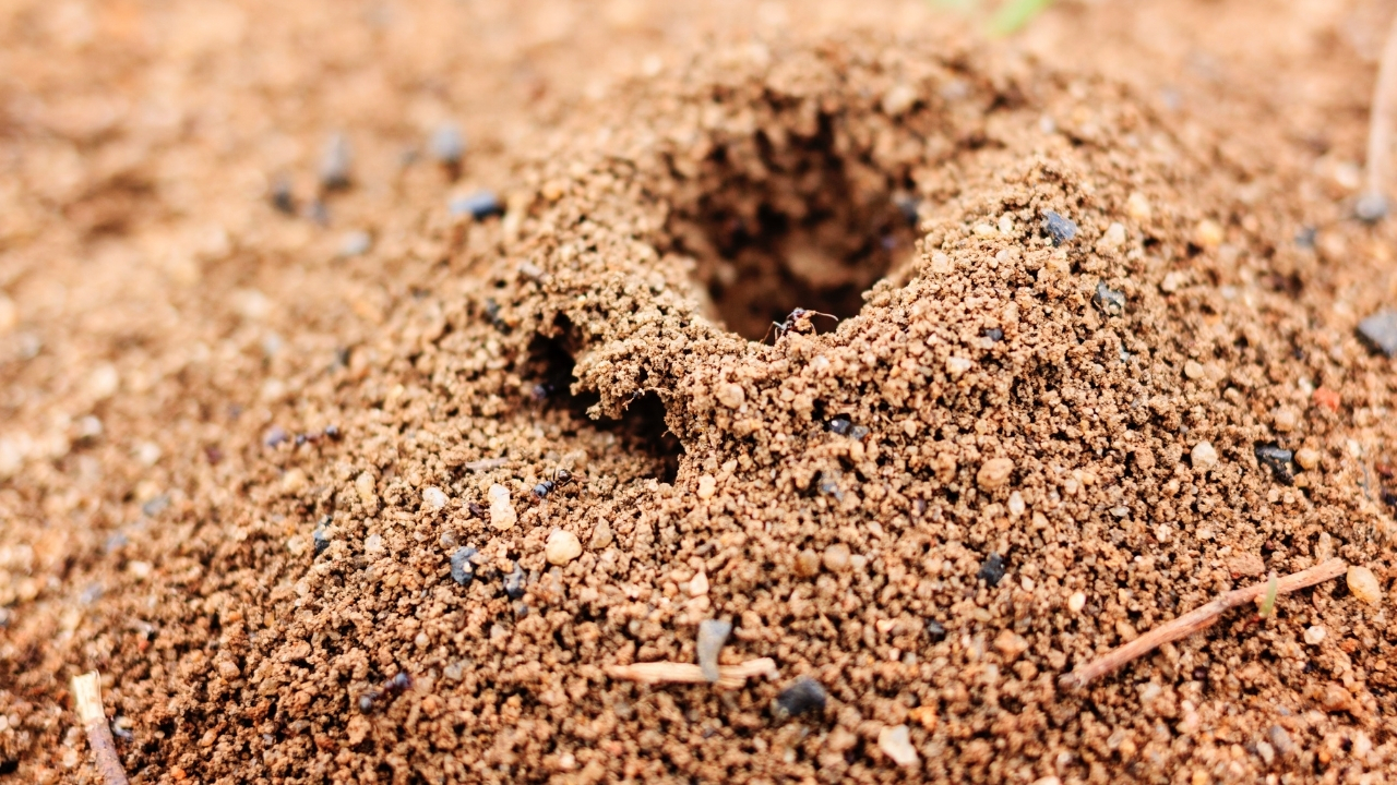 Karinca Yuvalarinin Agzi Hangi Yonu