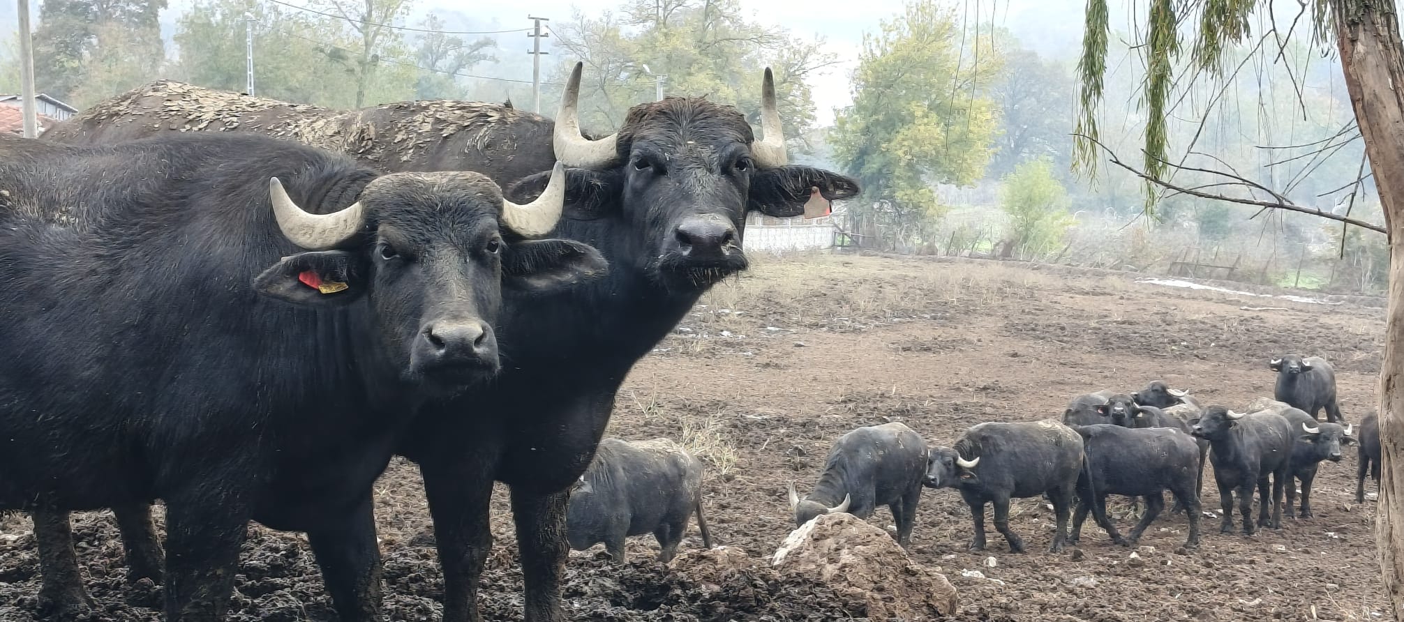 Kocaeli'de Manda Sayısı Büyükşehir'in Desteğiyle Arttı (10)