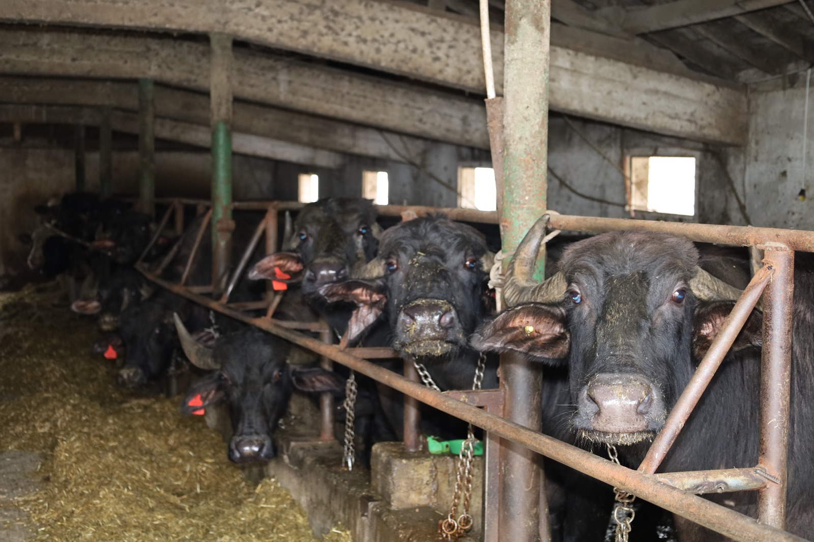 Kocaeli'de Manda Sayısı Büyükşehir'in Desteğiyle Arttı (4)