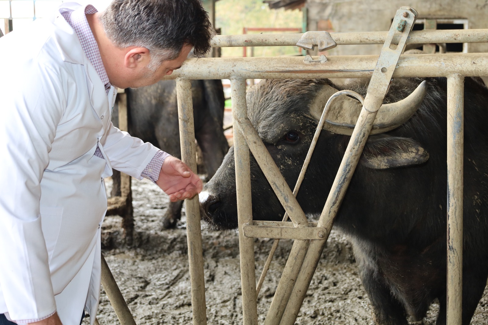 Kocaeli'de Manda Sayısı Büyükşehir'in Desteğiyle Arttı (5)