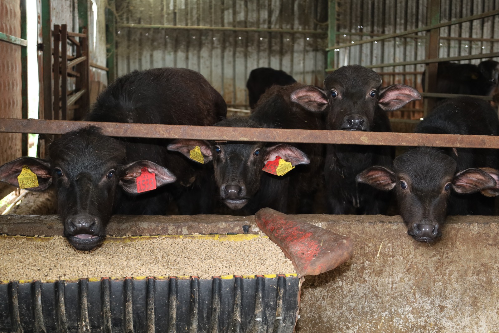 Kocaeli'de Manda Sayısı Büyükşehir'in Desteğiyle Arttı (6)