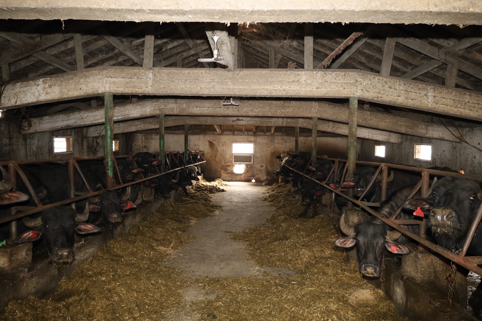 Kocaeli'de Manda Sayısı Büyükşehir'in Desteğiyle Arttı (9)