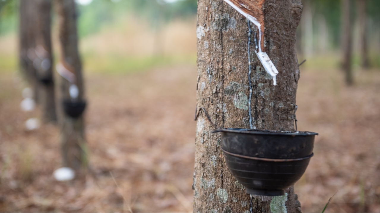 Lateks Ne Icin Kullanilir