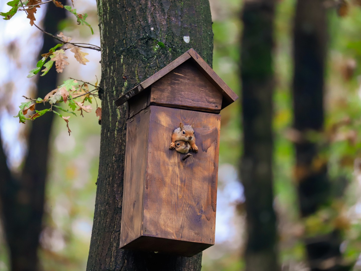 Sonbahar, Huzurun Adresi Ormanya'da Bir Başka (2) (Large)
