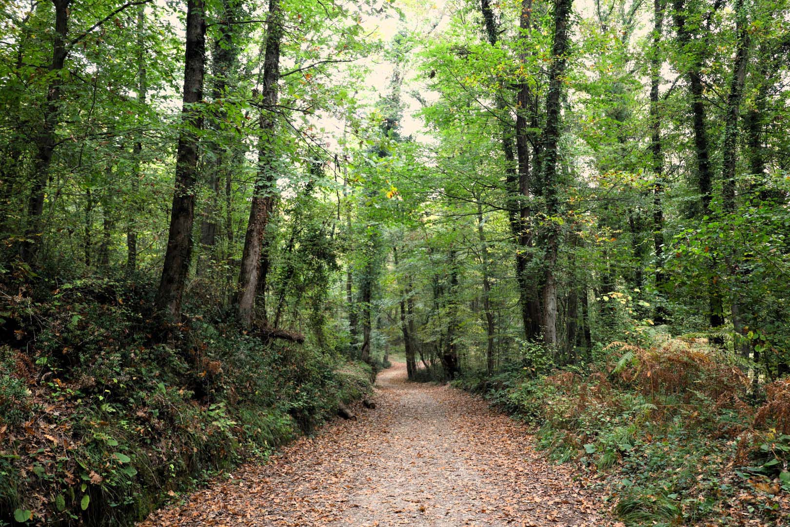 Sonbahar, Huzurun Adresi Ormanya'da Bir Başka (5) (Large)