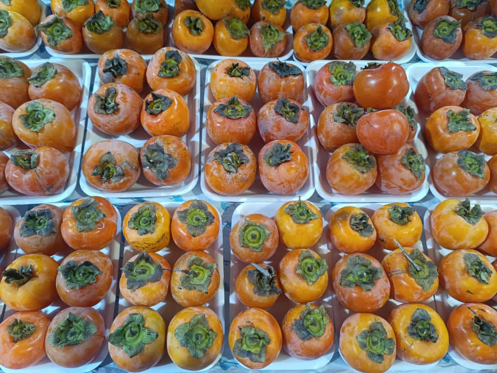 Whatsapp Image 2025 11 06 At 10.08.50