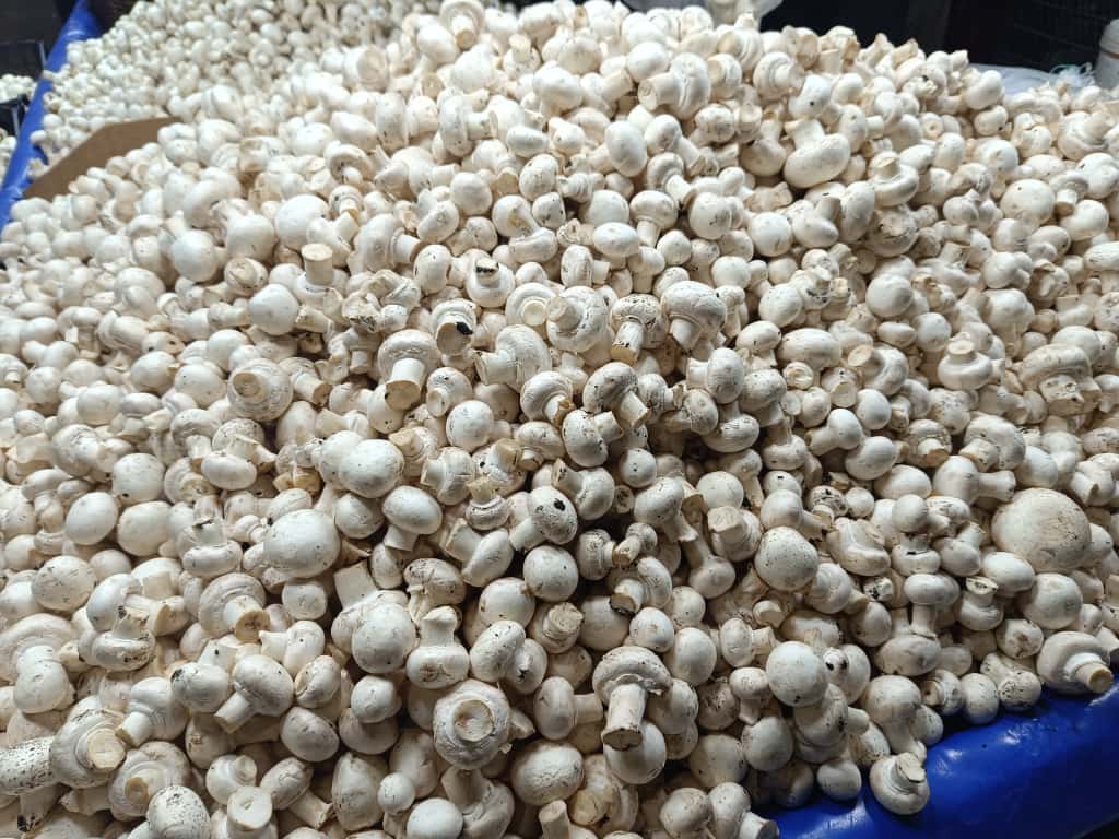 Whatsapp Image 2025 11 08 At 10.36.05