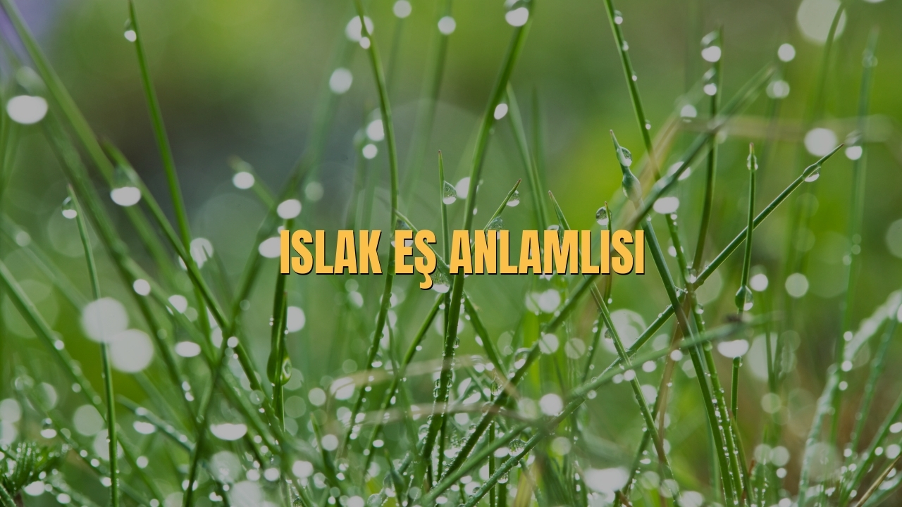 Islak Es Anlamlisi Nedir