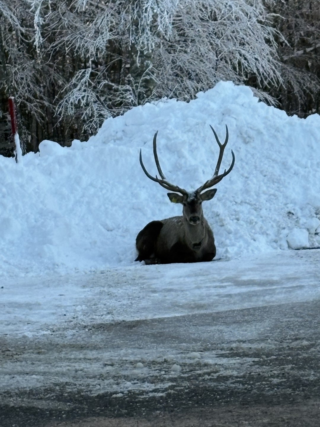 Karla Kaplı Kuzuyayla'da Kızıl Geyik Görüntülendi (1) (Büyük)