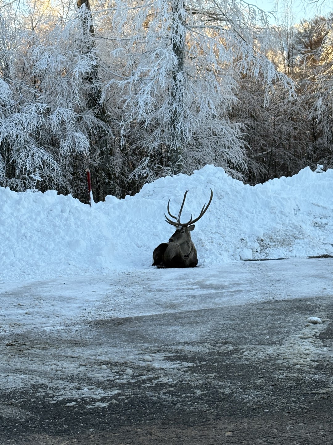 Karla Kaplı Kuzuyayla'da Kızıl Geyik Görüntülendi (2) (Büyük)