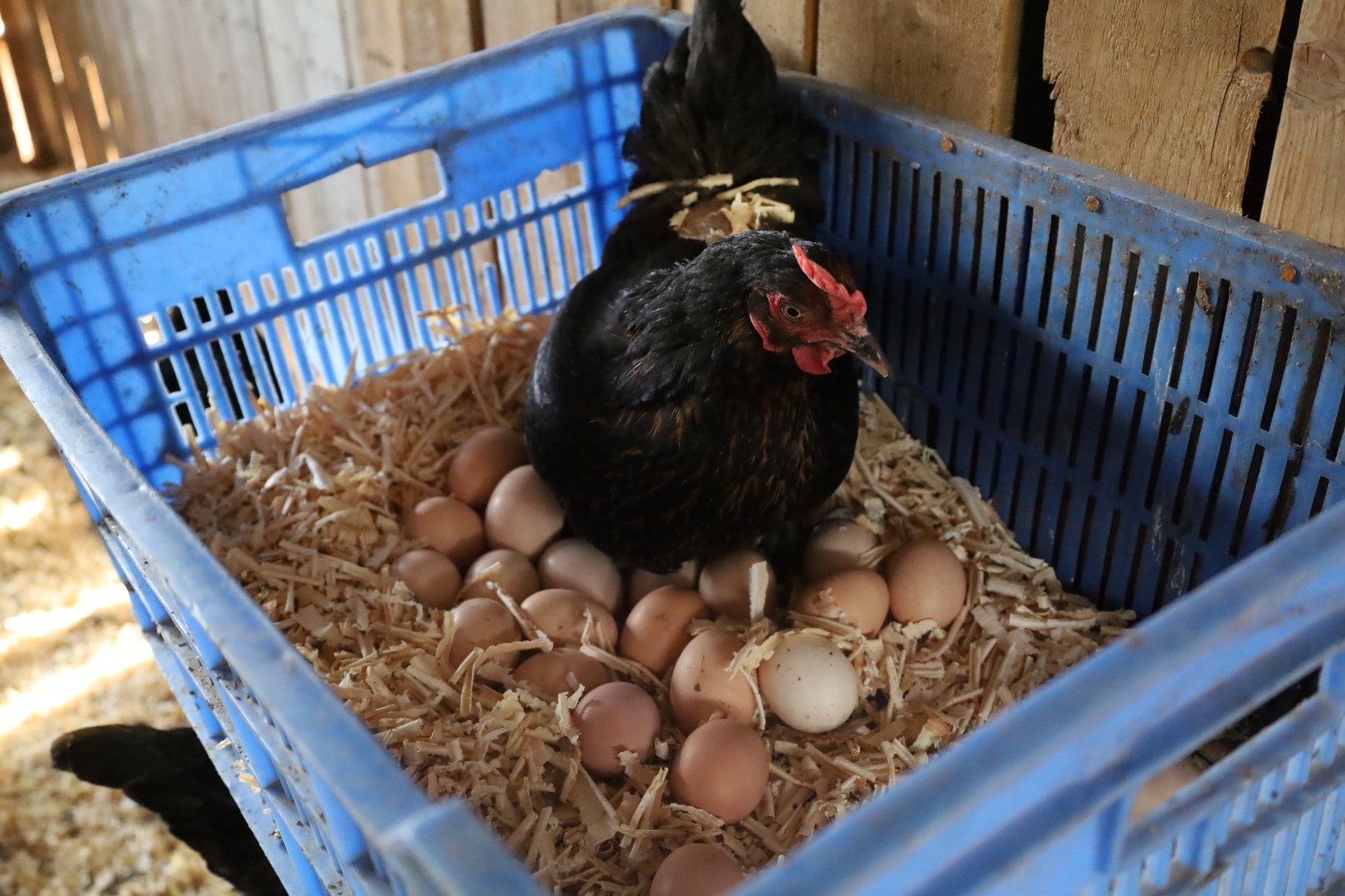 Kırsalda Geçim Kapısı Güçleniyor, Istihdam Artıyor (4)