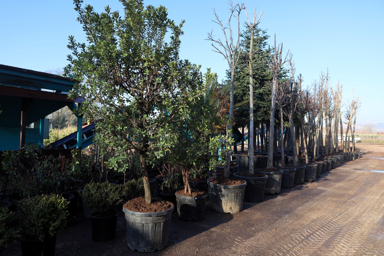 Torf Üretimi Ile 50 Milyon Lira Tasarruf Sağlanıyor (2) (Büyük) (1)