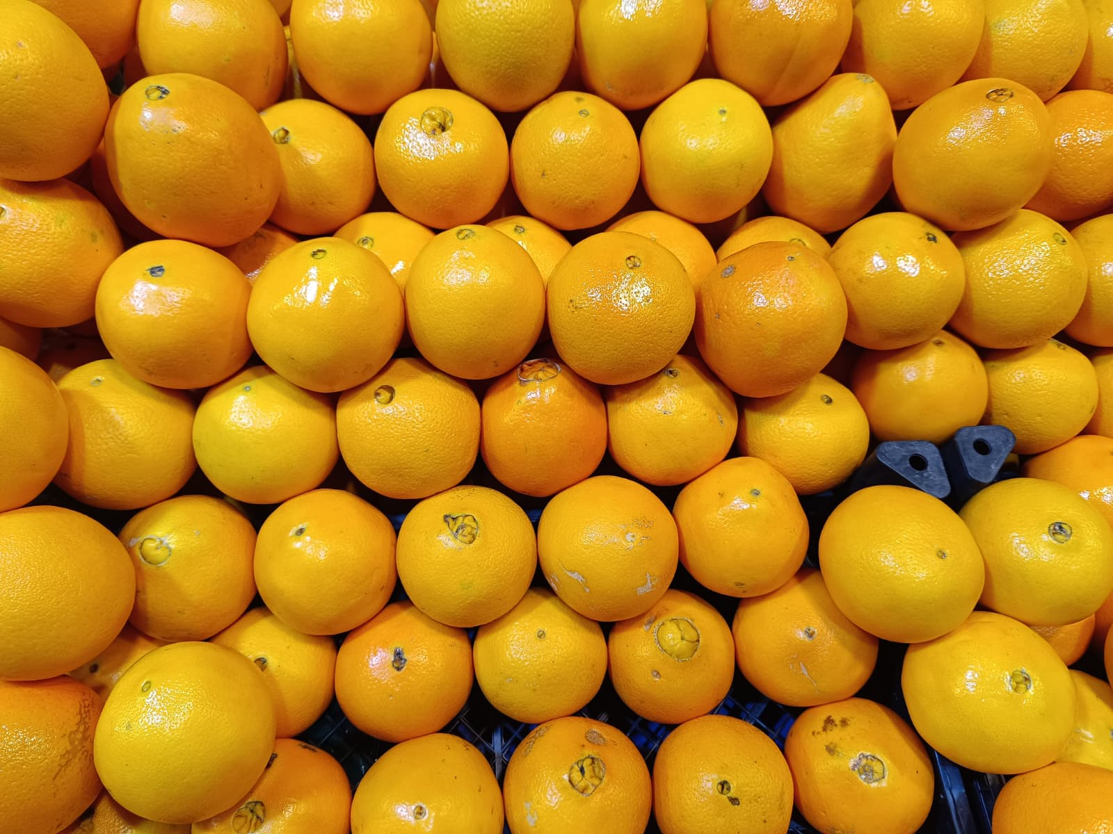 Whatsapp Image 2025 12 04 At 09.52.11