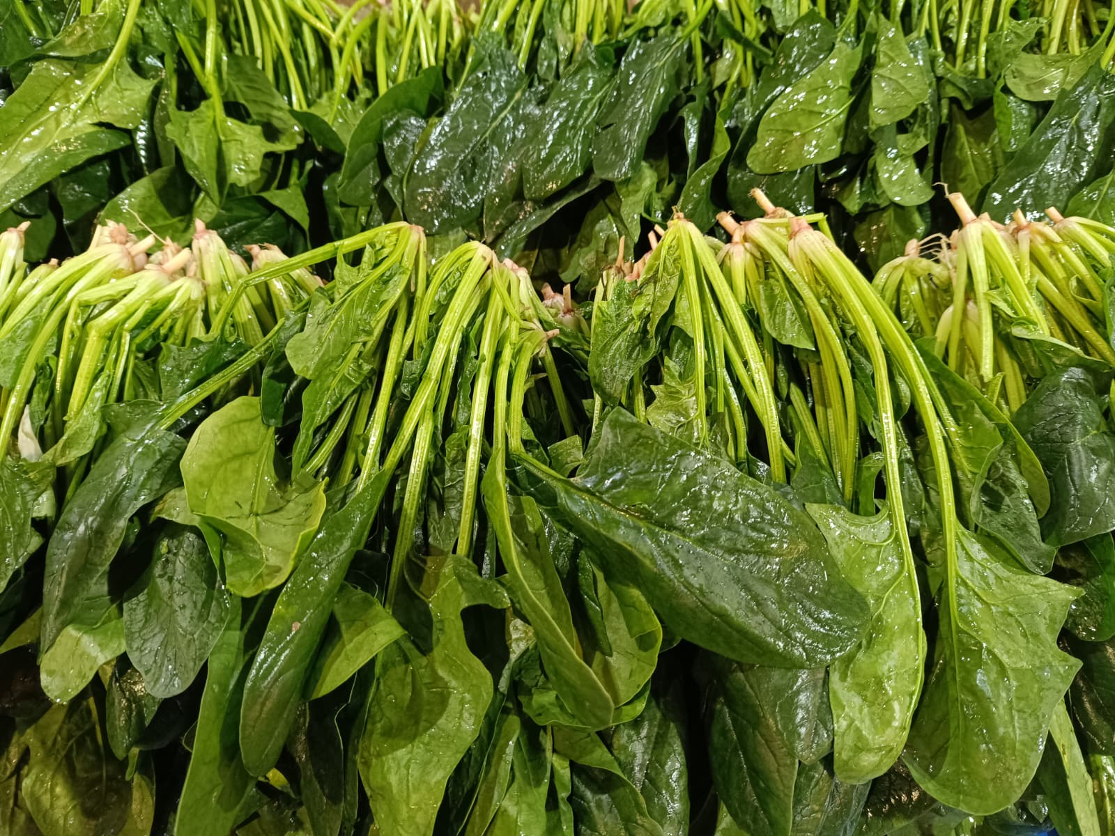 Whatsapp Image 2025 12 04 At 09.52.17