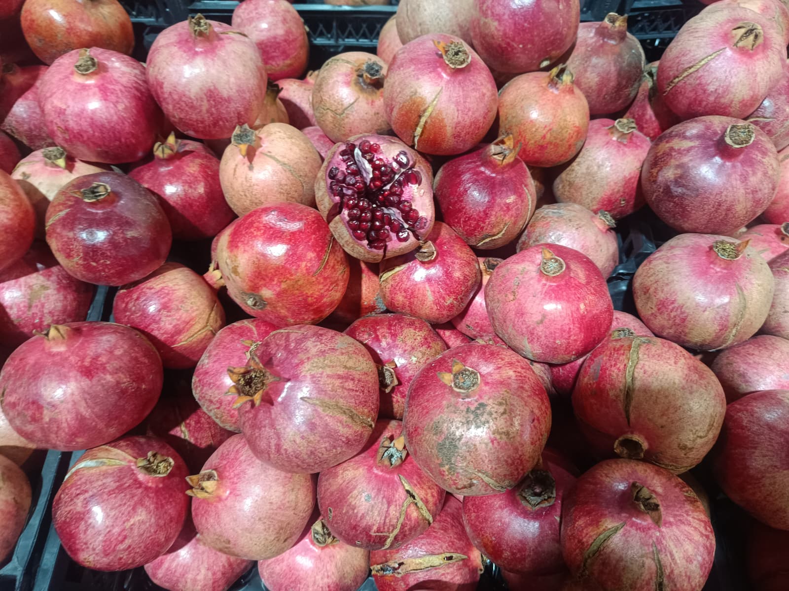 Whatsapp Image 2025 12 11 At 10.15.43 Am (1)