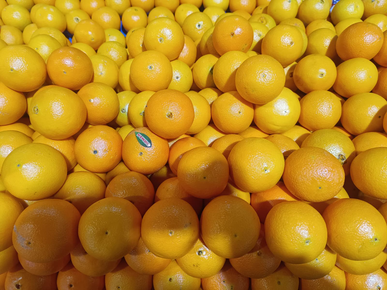 Whatsapp Image 2025 12 13 At 10.03.24