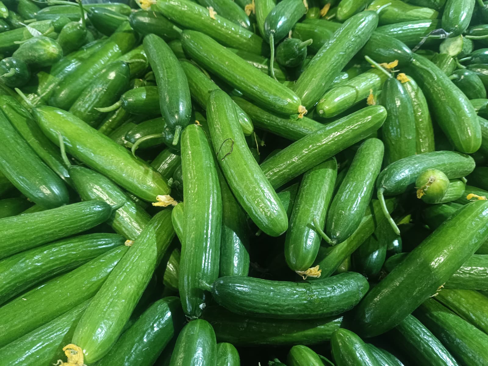 Whatsapp Image 2025 12 20 At 10.35.30