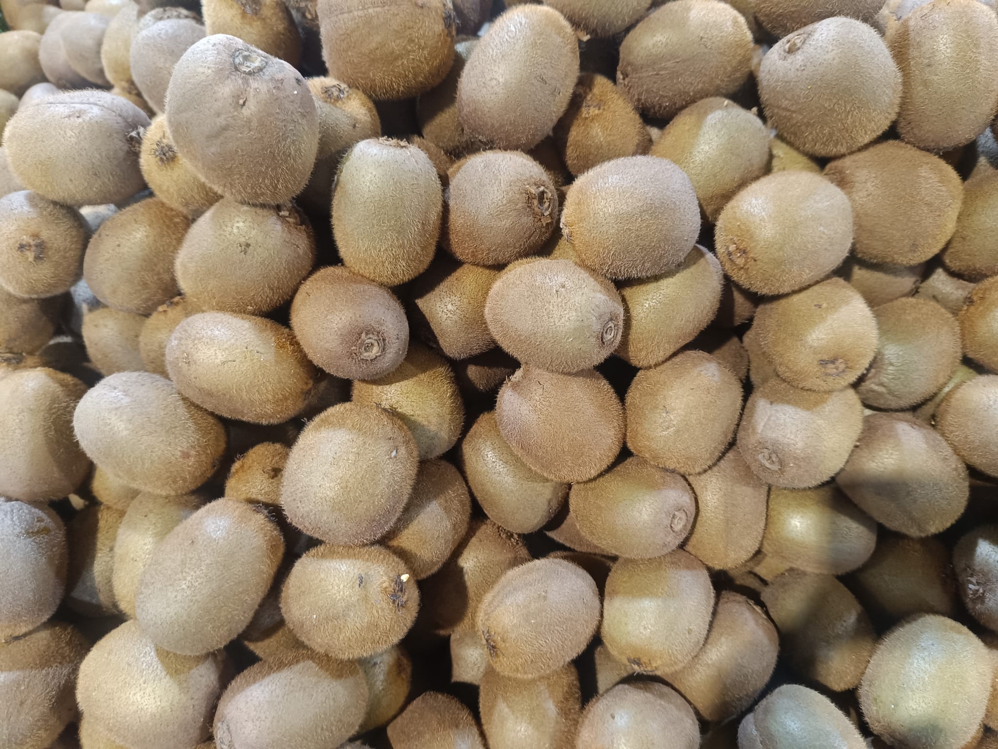 Whatsapp Image 2025 12 25 At 11.02.58 Am (1)