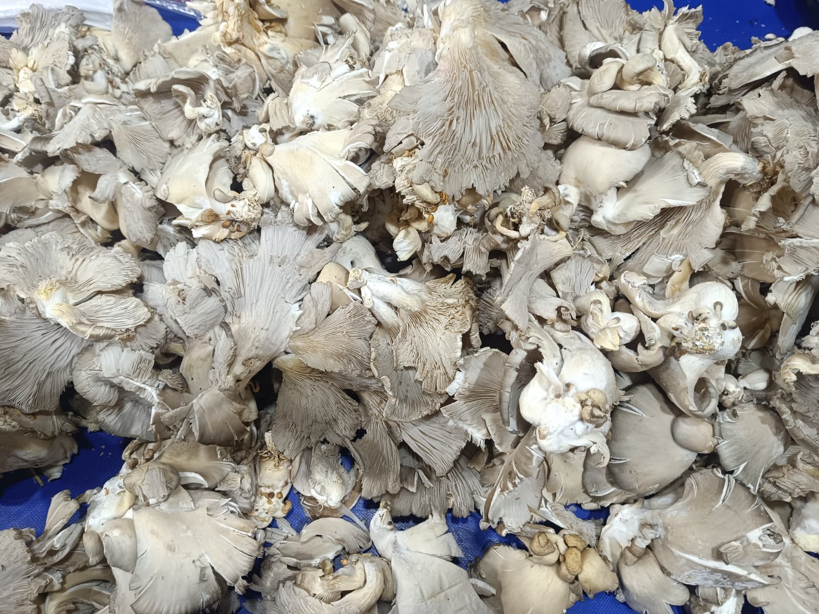 Whatsapp Image 2025 12 27 At 10.18.48 (1)