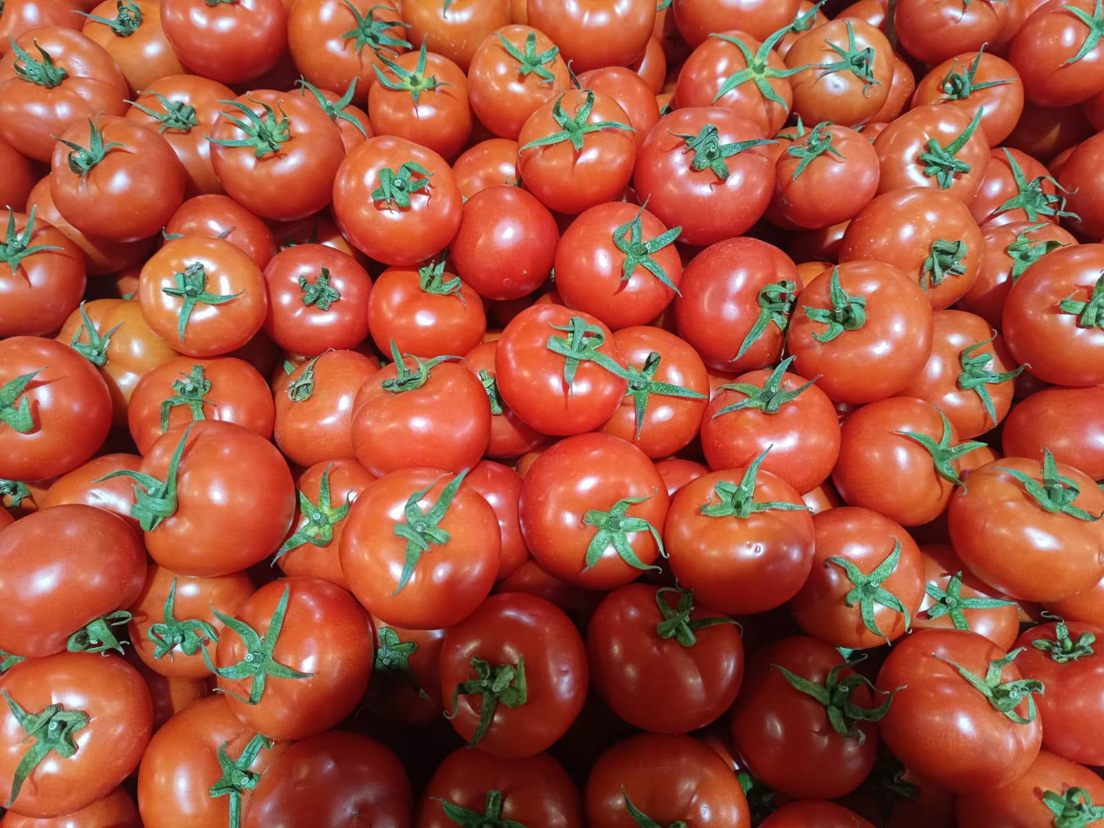 Whatsapp Image 2025 12 27 At 10.19.03