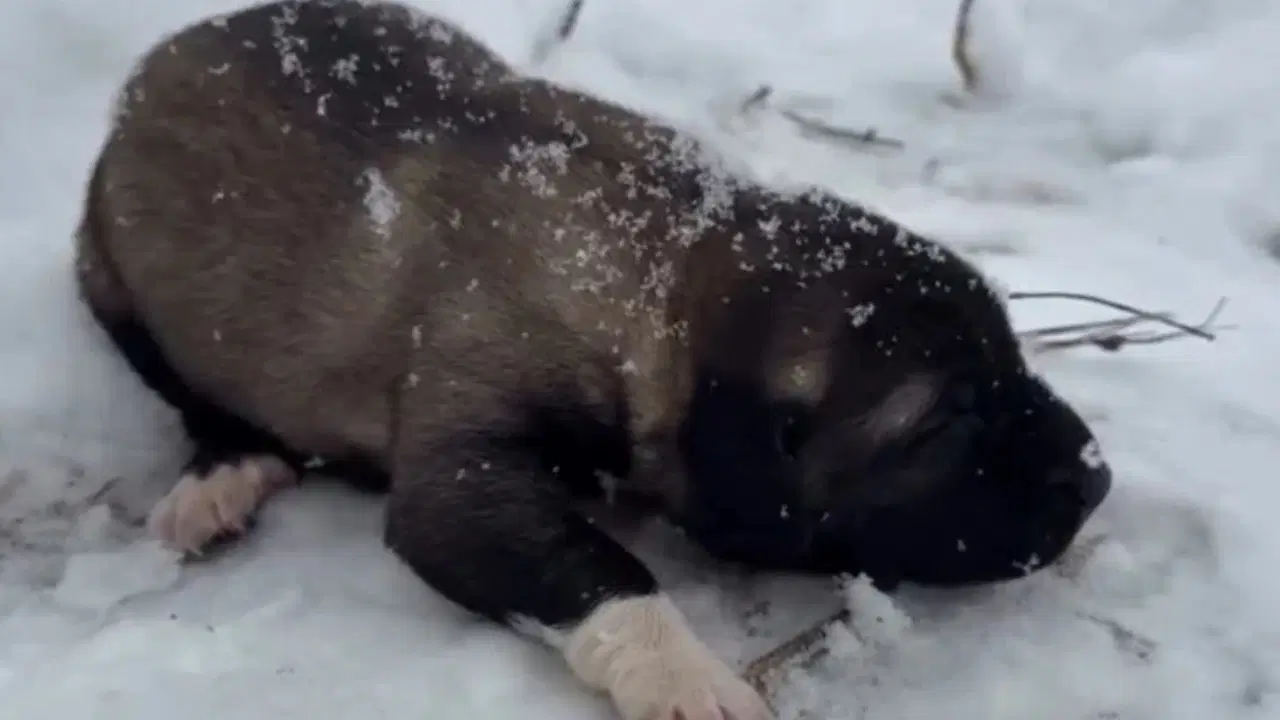 68C8Ecf9 01F2 4Bbf 97C6 D597B6Ba2946