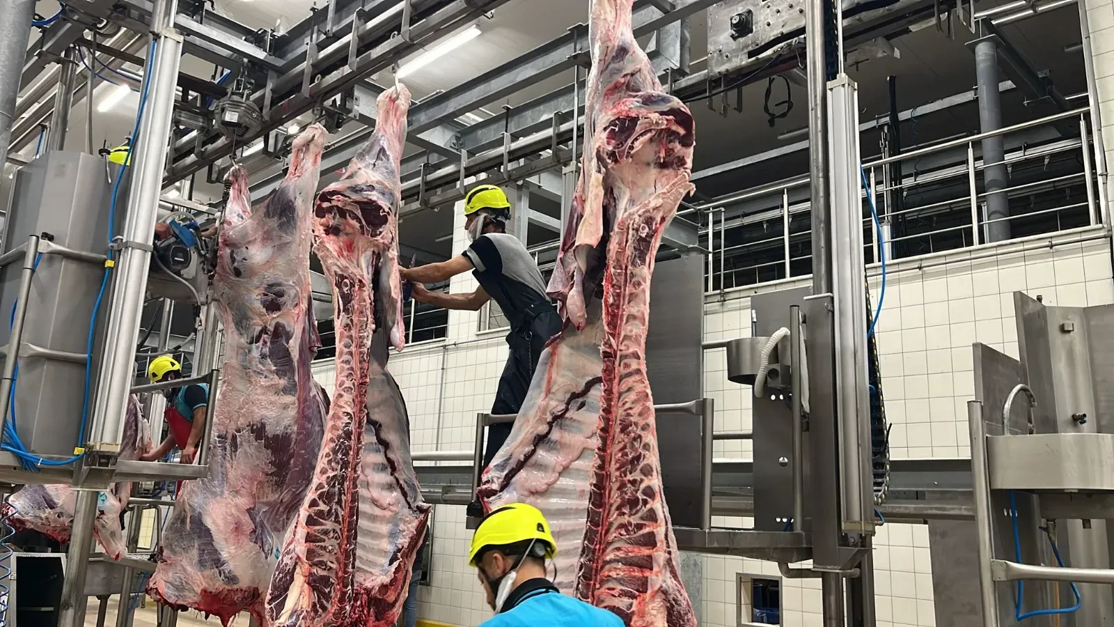 Buyuksehir Mezbahasinda 6 Bin 29 Kesim Yapildi 4