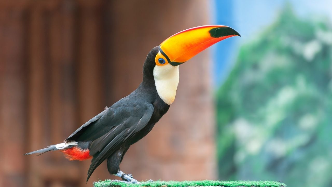 Dunya Kus Gunu 5 Ocak