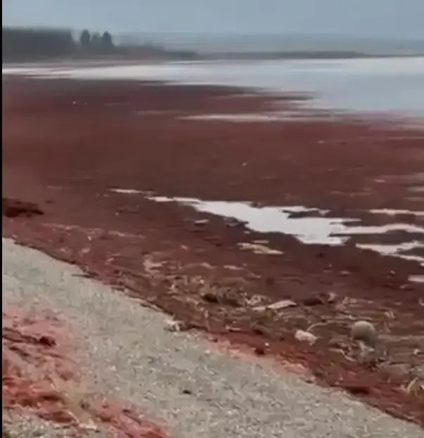 Makro Alg Sorunu Kocaeli Kocaeligundem 1762709455