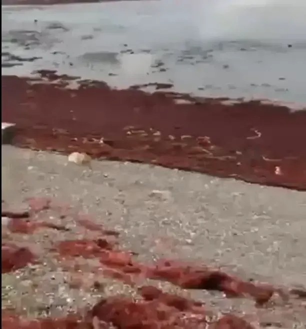 Makro Alg Sorunu Kocaeli Kocaeligundem 1764211200