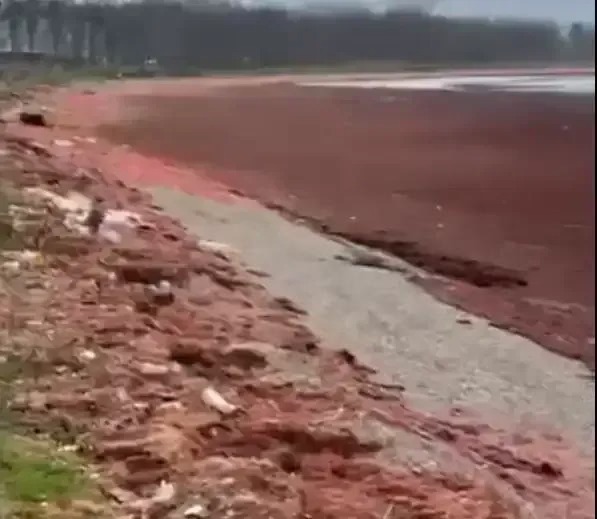 Makro Alg Sorunu Kocaeli Kocaeligundem 1768042350