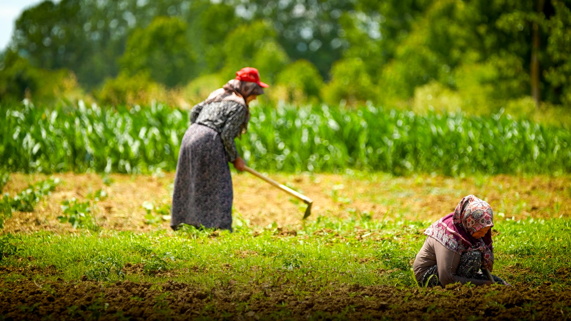 Tarımsal Üretime Geniş Kapsamlı Destek (4) (Büyük)