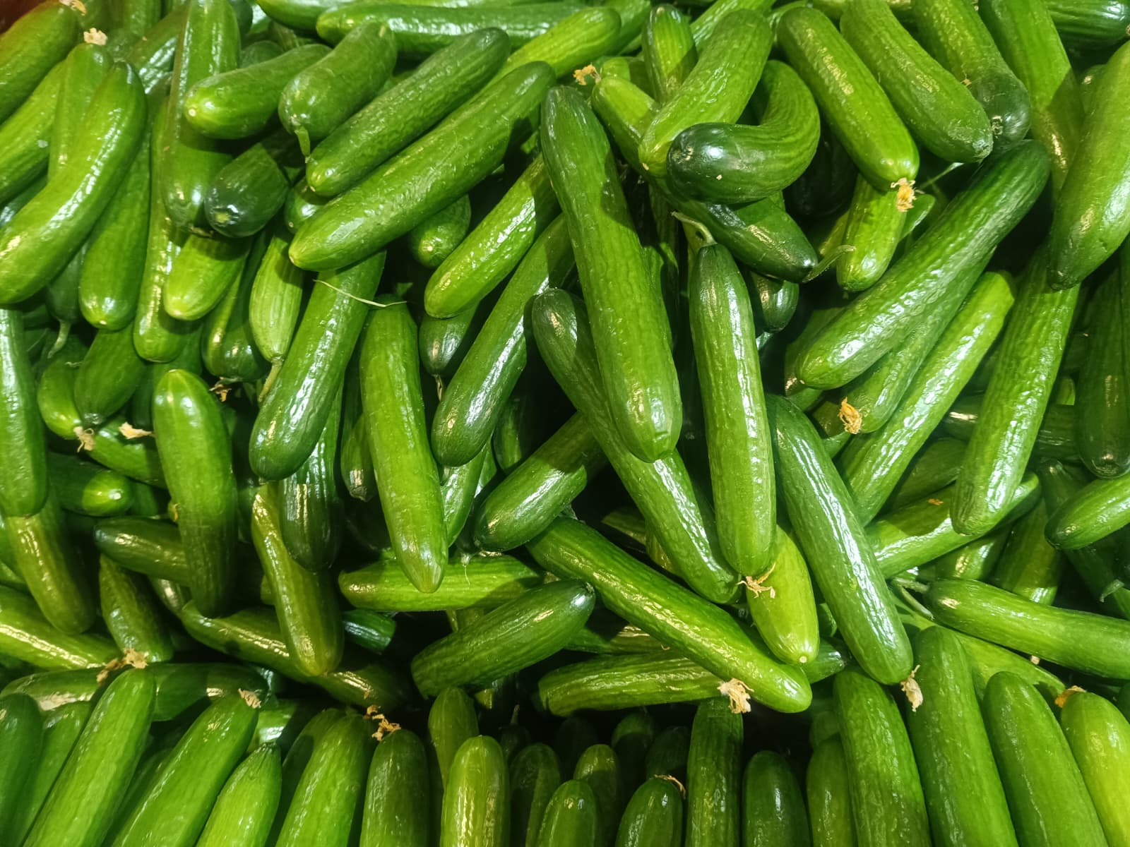 Whatsapp Image 2026 01 01 At 10.45.55