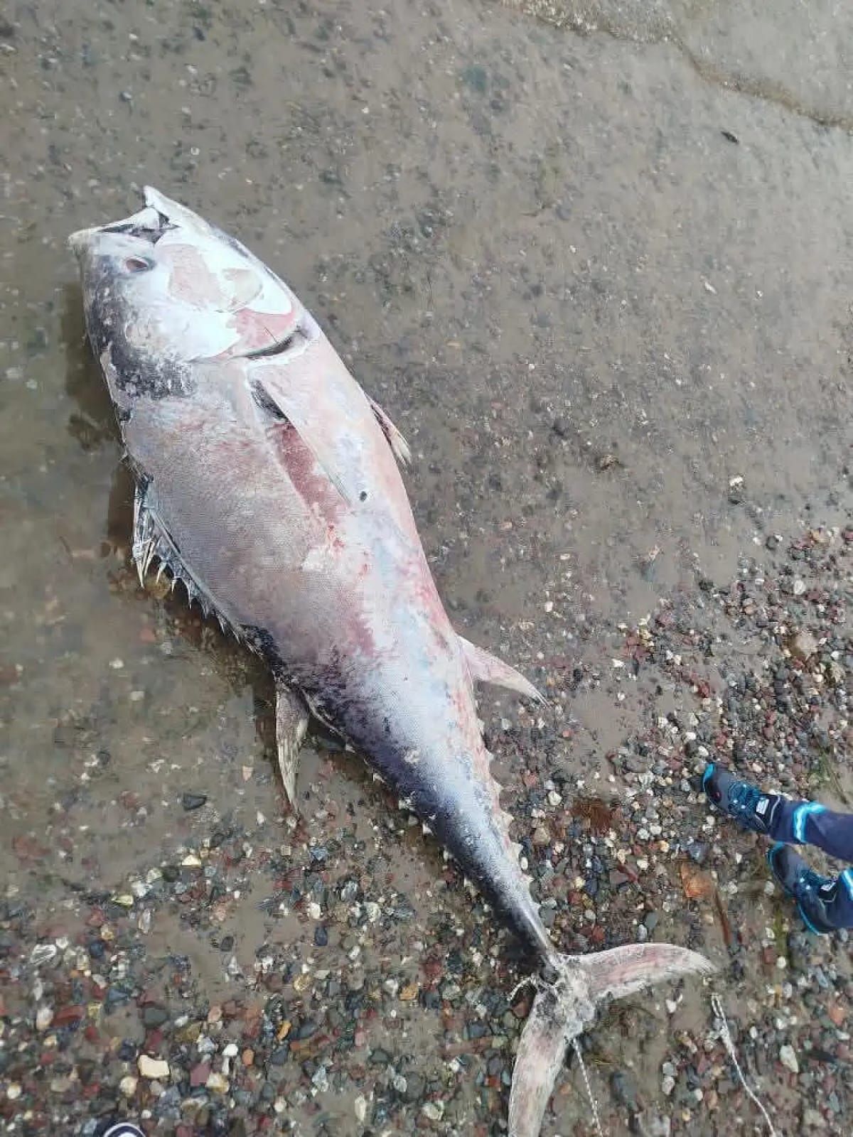 Whatsapp Image 2026 01 03 At 1767863734