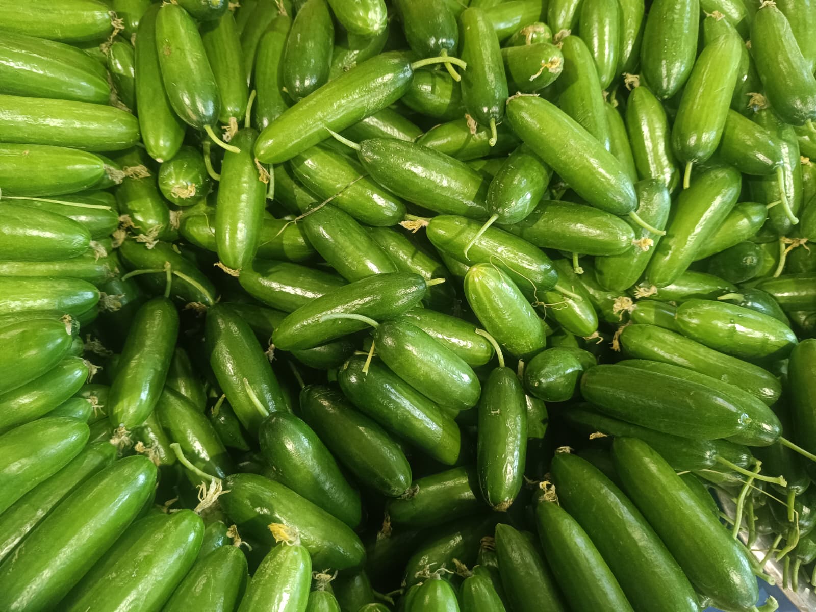 Whatsapp Image 2026 01 15 At 10.02.32 Am