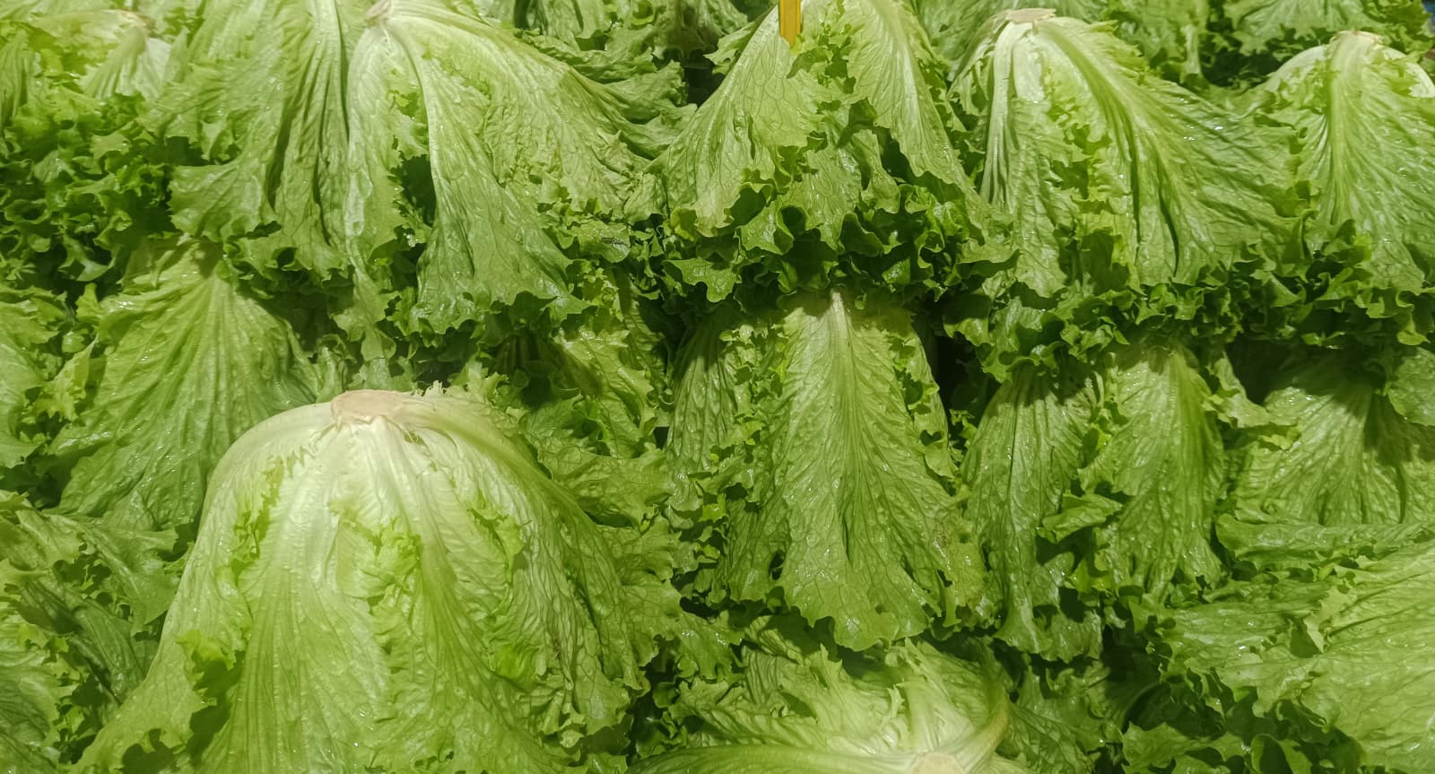 Whatsapp Image 2026 01 15 At 10.02.49 Am (1)