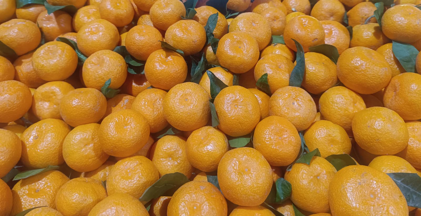 Whatsapp Image 2026 01 15 At 10.02.49 Am (2)