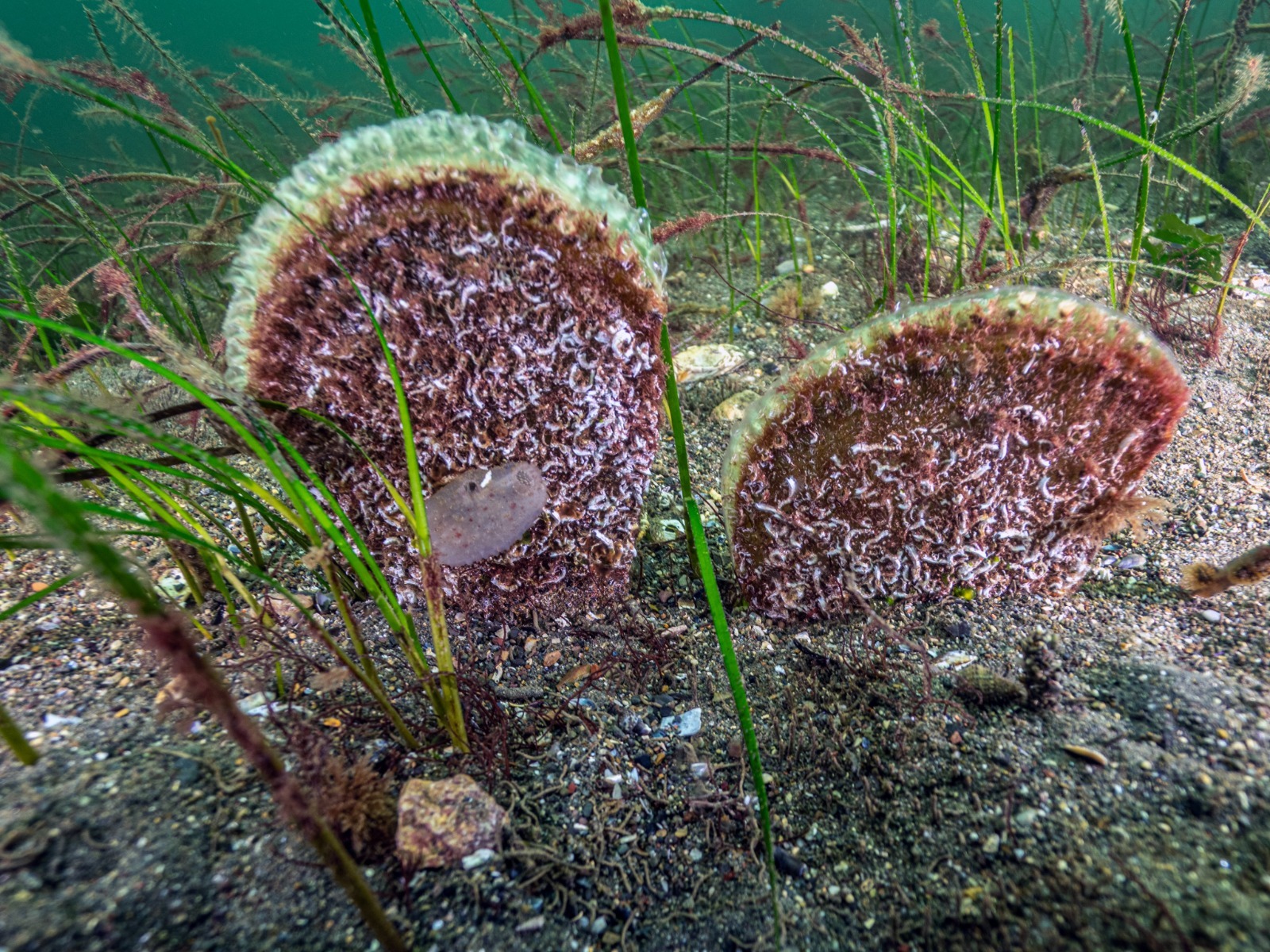 Whatsapp Image 2026 01 29 At 15.18.32 (1)