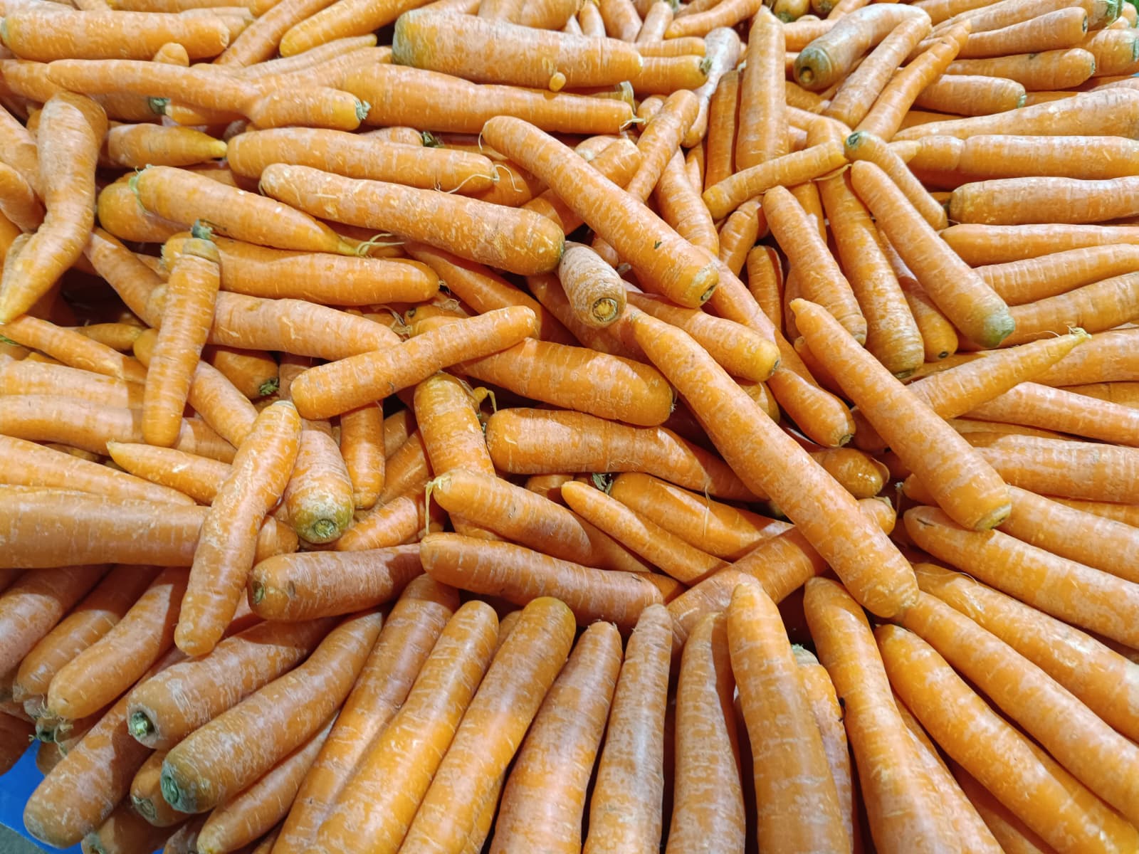 Whatsapp Image 2026 01 31 At 10.02.03 (1)