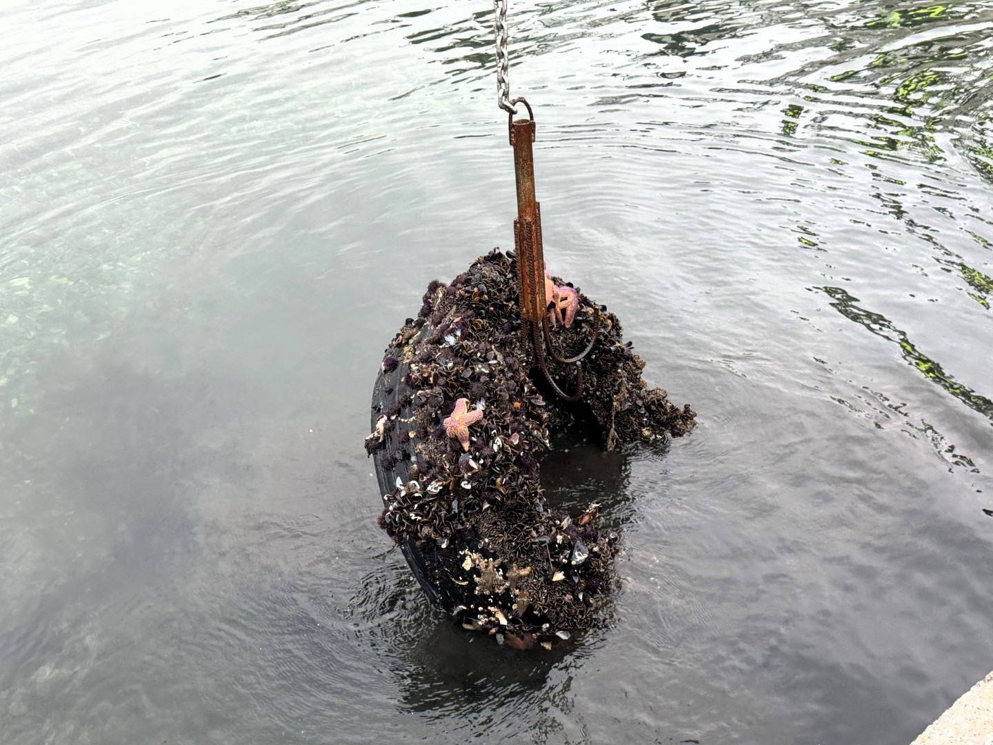 Körfez'de Deniz Dibi Araç Lastiğinden Temizlendi (14) (Büyük)