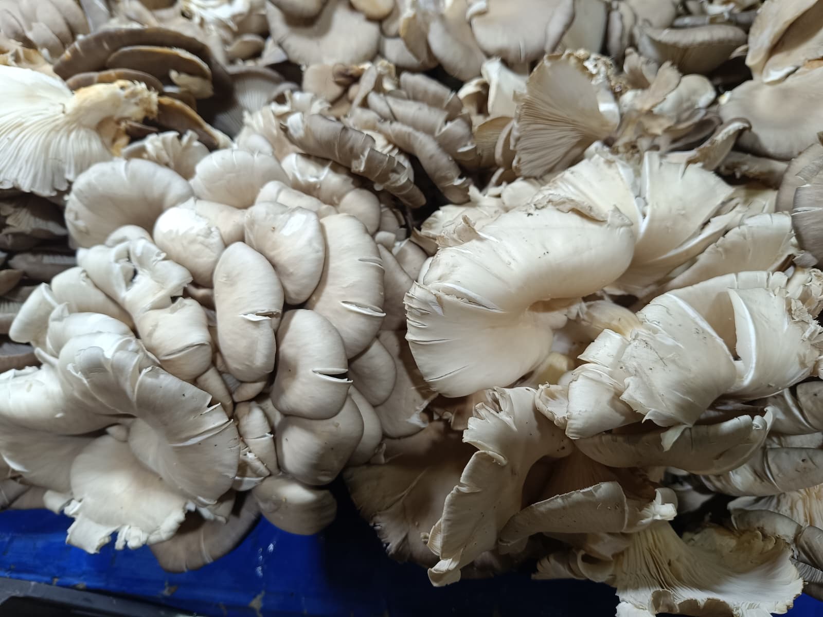 Whatsapp Image 2026 02 07 At 10.06.10 (1)