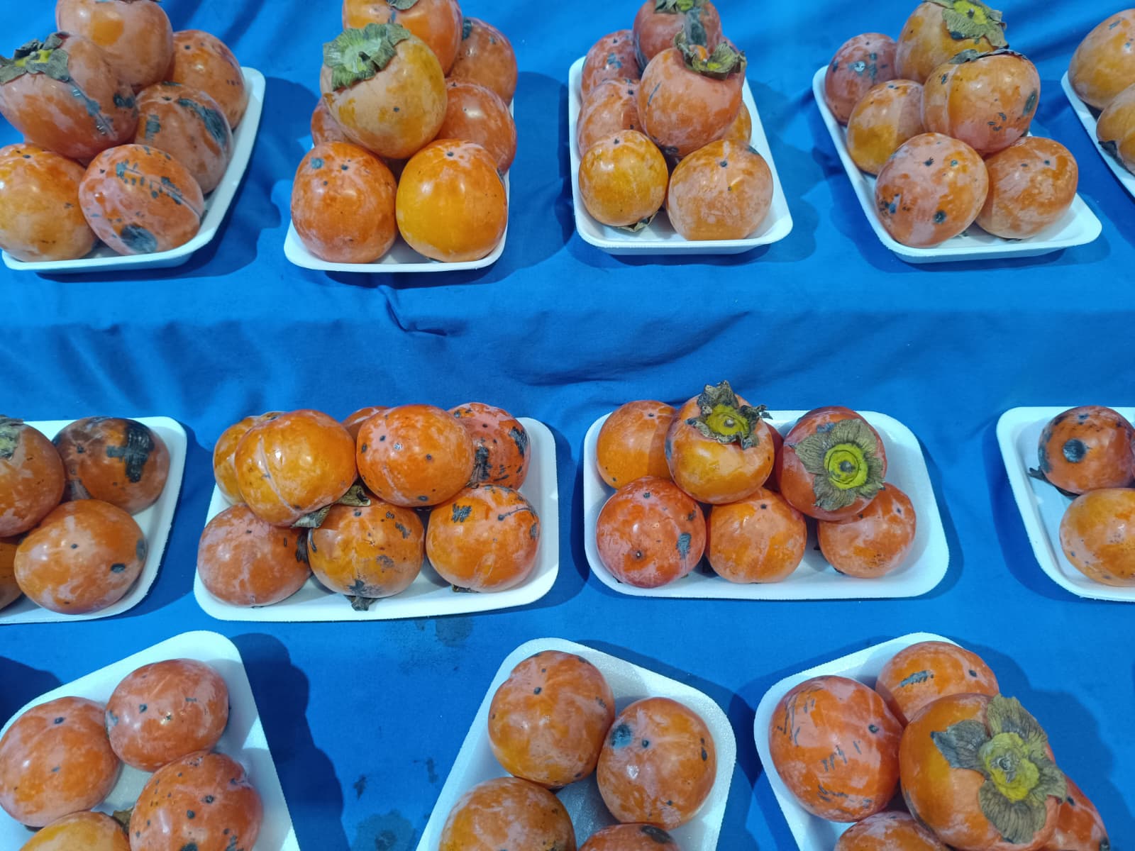 Whatsapp Image 2026 02 12 At 09.51.03