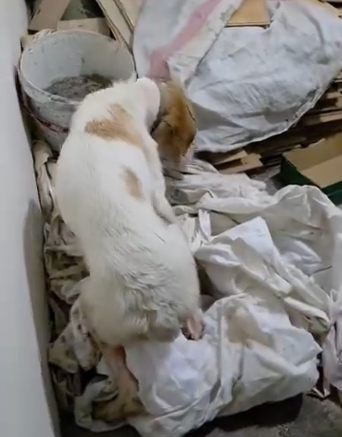 Whatsapp Image 2026 02 19 At 15.27.09