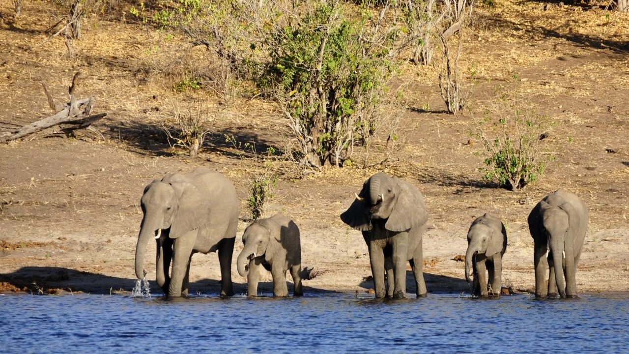 Dunya Yaban Hayati Gunu 3 Mart